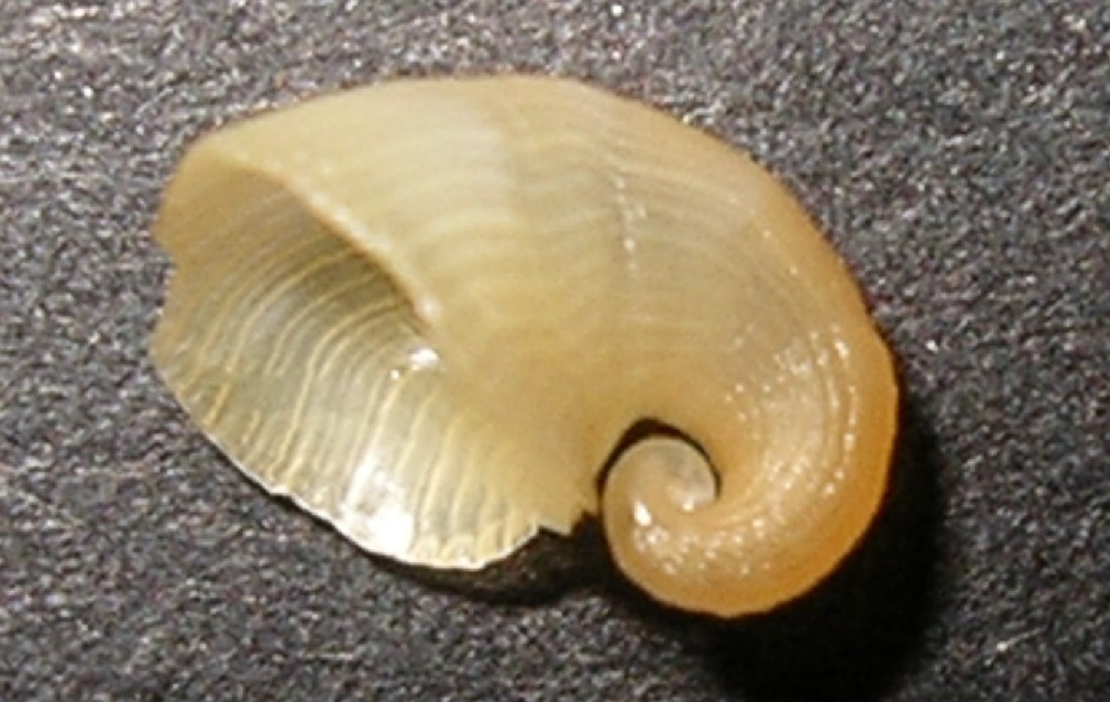 Capulus ungaricus juv.